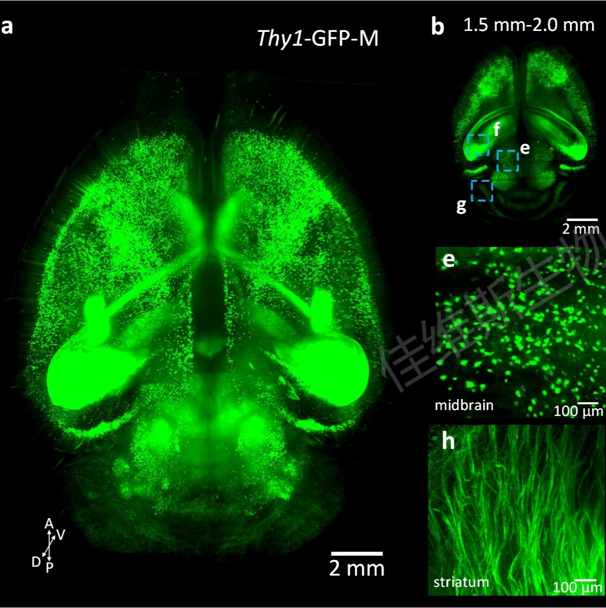 脑组织透明化三维成像