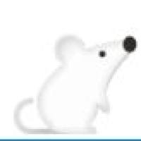 大鼠脊髓牵张性损伤模型