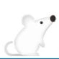 大鼠坐骨神经压迫致痛模型