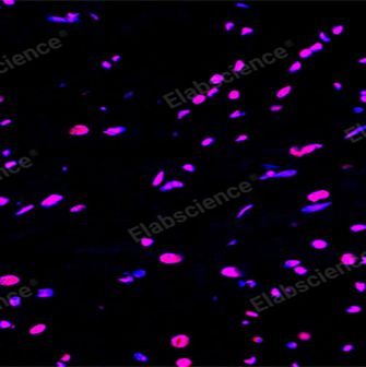 细胞凋亡检测假阳性频发？Elabscience 一步法TUNEL原位细胞凋亡检测试剂盒（红色，Elab Fluor® 647）精准破局！