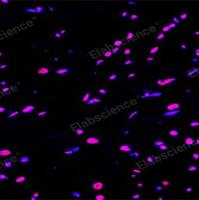 细胞凋亡检测假阳性频发？Elabscience 一步法TUNEL原位细胞凋亡检测试剂盒（红色，Elab Fluor® 647）精准破局！