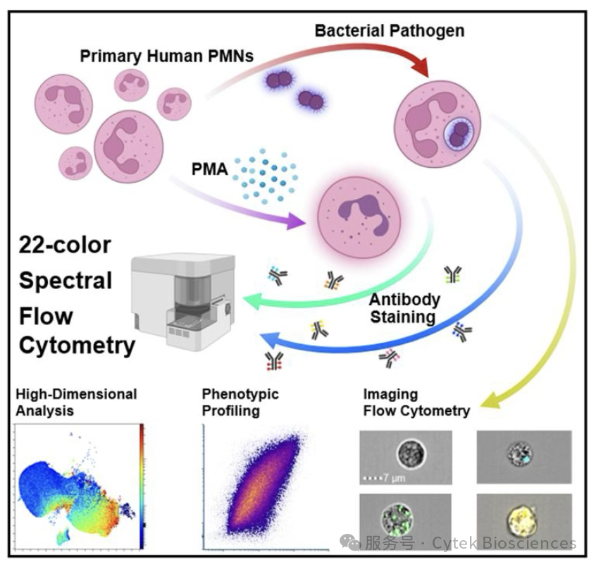Cytek®明星天团携手，揭示天然免疫细胞PMNs免疫应答