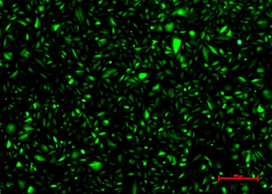 图B：稳转细胞株荧光表达验证