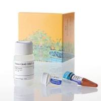 Nano-Glo® HiBiT 裂解检测系统