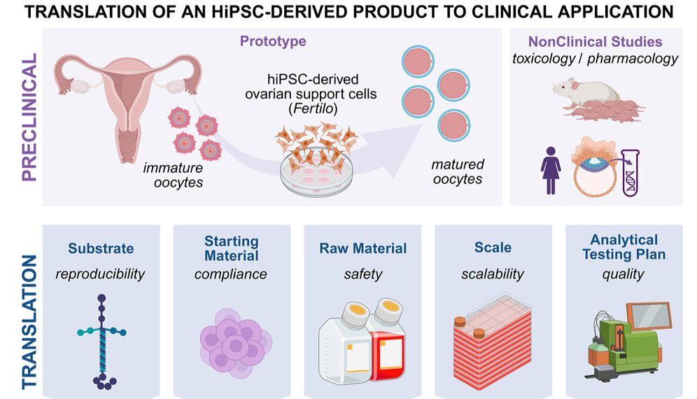 iPSC“造卵巢”？这项研究，或将改写体外受精的底层逻辑