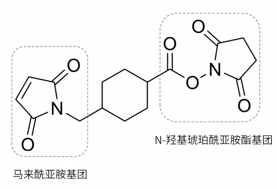SMCC连接子：攻克非肝靶向瓶颈的siRNA“导航”利器