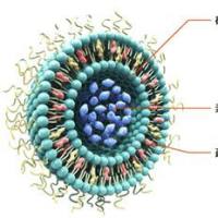 面向肝脏疾病基因治疗的质粒DNA递送系统——甘露糖（Mannose）修饰阳离子脂质体