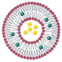 甘露糖修饰石墨烯氧化物-脂质体杂化纳米载体递送抗原肽用于预防和治疗病毒感染(如HPV)
