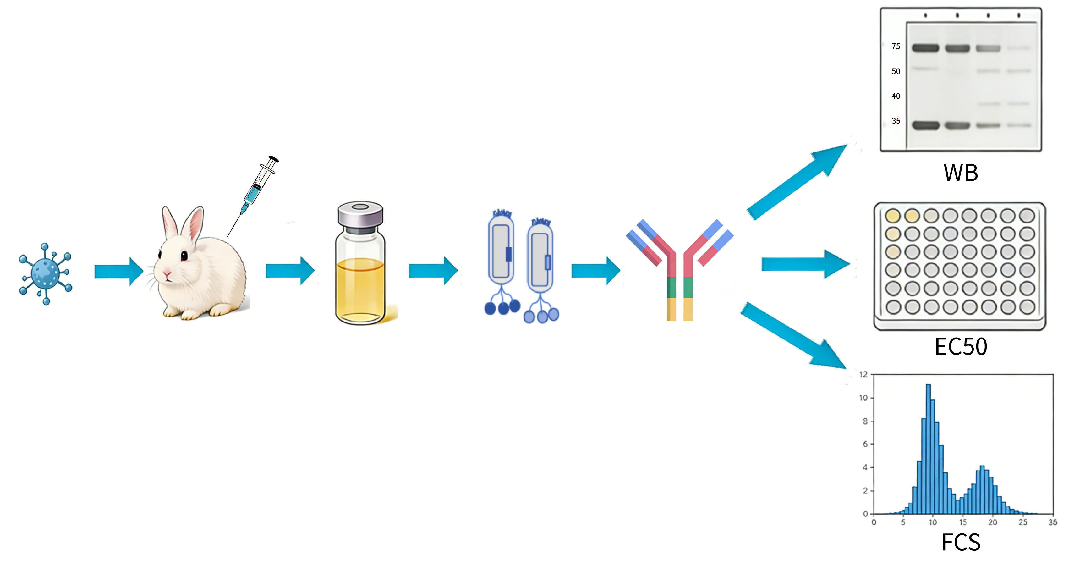 图2 兔单克隆抗体制备与验证-卡梅德生物.png