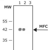 Sigma货号A0168-1ml抗-小鼠IgG(Fc特异性)-过氧化物酶山羊抗19121878899上海睿安生物Merck-Millipore-Roche-Sigma官方正式授权代理商