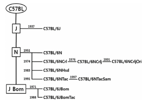 实验小鼠选 J 还是 N？C57BL/6 亚系差异全解析-技术资料-上海南方模式生物科技股份有限公司