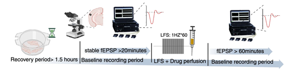 MED64平面微电极矩阵记录系统文章分享,香港城市大学发表在Nature Communications “Discovery of a β-arrestin-biased CCKBR agonist that blocks CCKBR-dependent long-term potentiation” 报告