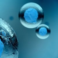 植物外泌体（麦冬）