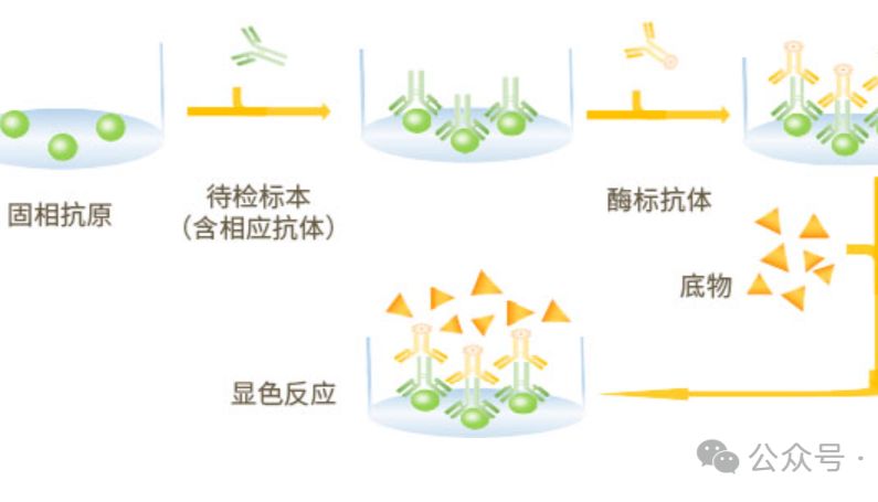酶联免疫吸附测定法 (ELISA) 基础知识