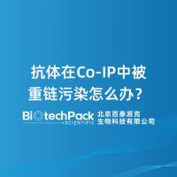 抗体在Co-IP中被重链污染怎么办？
