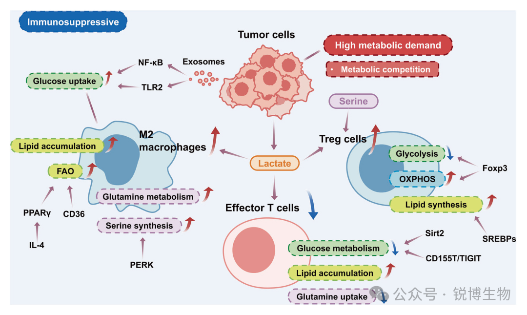 【锐见风向】聚焦免疫前沿，发表在IF14.1 Adv Sci上的文章是如何揭秘CHB由炎症发展为肝癌的跨时空动态全过程