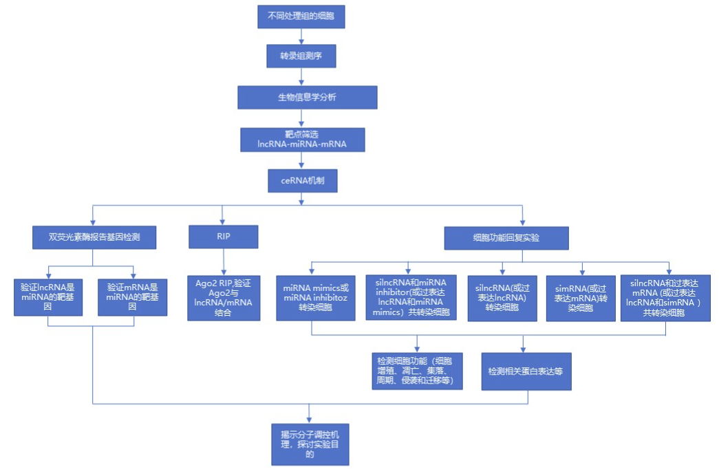 分子研究流程公司.png