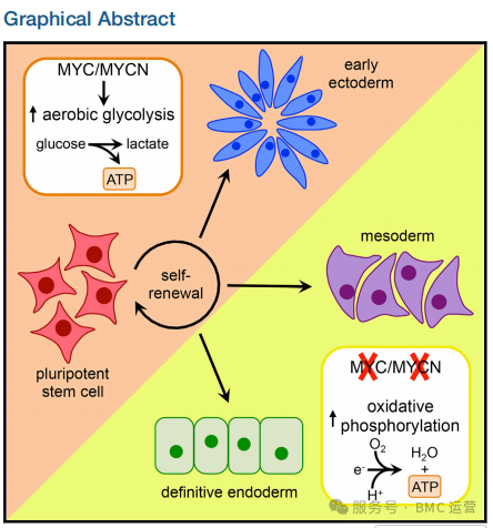 Cell 子刊重磅：Athens 转铁蛋白助力揭示 MYC 调控干细胞命运代谢新机制