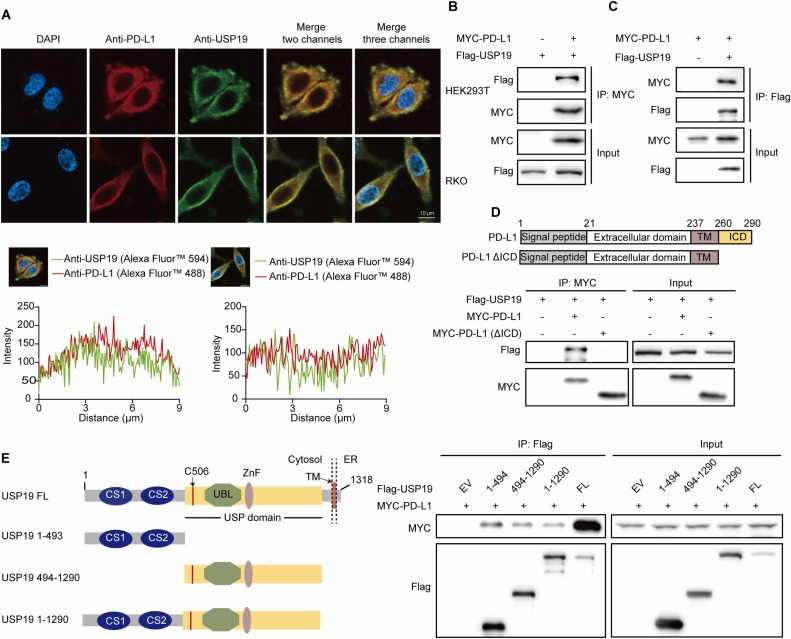 6390201489709227154955445