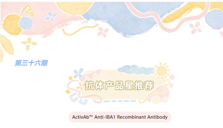 抗体产品星推荐第三十六期|Anti-IBA1 Recombinant Antibody