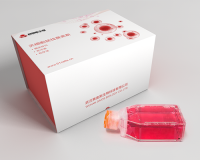 小鼠小胶质细胞