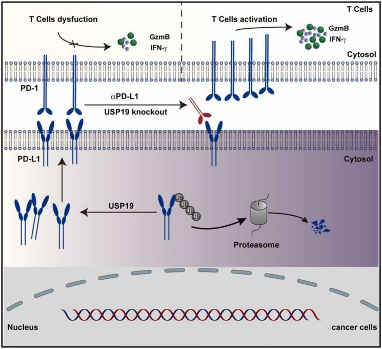 6390201474393667612229249