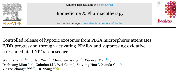 椎间盘退变“终结者”来了？PLGA@H-Exos激活PPAR-γ通路，从机制到动物实验一网打尽！