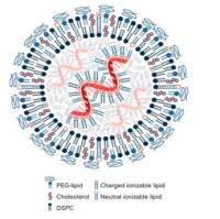 甘露糖修饰脂质-聚合物杂化纳米颗粒递送雷帕霉素用于乳腺癌肿瘤相关巨噬细胞重编程