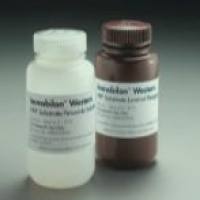 WBKLS0100,WBKLS0500，化学发光 HRP 