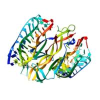 重组犬 β-NGF蛋白 | Recombinant Canine β-NGF Protein, Fc-tag