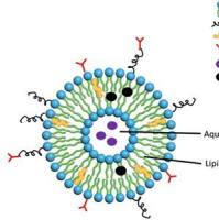 靶向标记与实时追踪：甘露糖修饰量子点 (QDs)脂质体用于树突状细胞 (DCs)与巨噬细胞的多模态成像