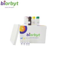 Rabbit PTGS1 ELISA Kit试剂盒，orb1948655，biorbyt