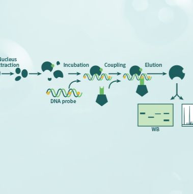技术服务/分子互作研究/DNA pulldown/DNA-蛋白质相互作用/基因调控/DNA修复/染色质结构和功能