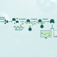 技术服务/分子互作研究/DNA pulldown/DNA-蛋白质相互作用/基因调控/DNA修复/染色质结构和功能