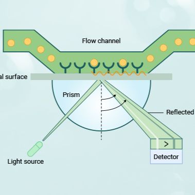 技术服务/分子互作研究/表面等离子共振（SPR）/免标记/高灵敏/高通量/非破坏