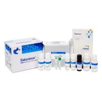 血清 / 血浆检测无信号?Elabscience 高敏型大鼠白介素10(IL-10) elisa试剂盒灵敏度提升 10 倍破局!