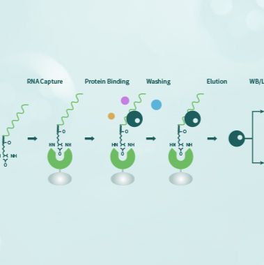 技术服务/分子互作研究/RNA pulldown/RNA结合蛋白质/高灵敏度/高度特异性/可定量分析