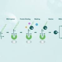 技术服务/分子互作研究/RNA pulldown/RNA结合蛋白质/高灵敏度/高度特异性/可定量分析