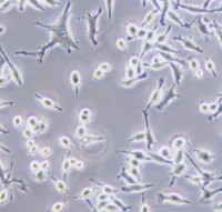 BV2小鼠小胶质细胞