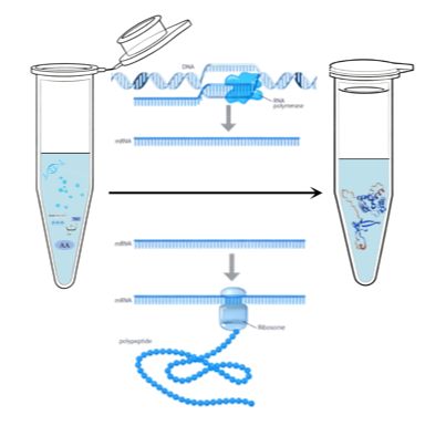 无细胞蛋白表达服务