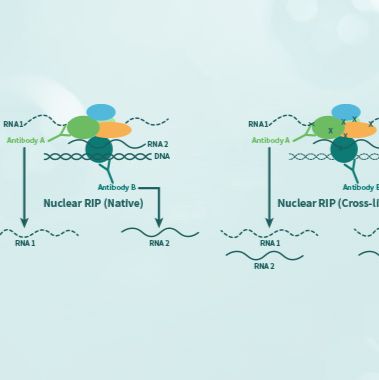 技术服务/分子互作研究/RIP-qPCR/RNA-蛋白质相互作用非编码RNA和编码RNA高灵敏度高特异性