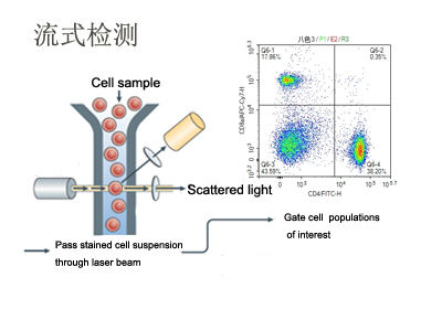 流式检测技术服务-百欧泰生物