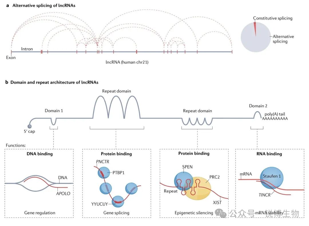 驱散探索迷雾：LncRNA机制解析的技术挑战与解决方案