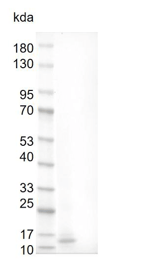 Fig.Human BMP-3 Protein.