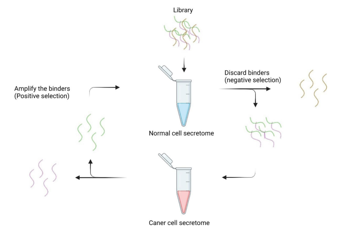 适配体筛选新策略：SELEX+NGS实现适配体高精准、高通量！