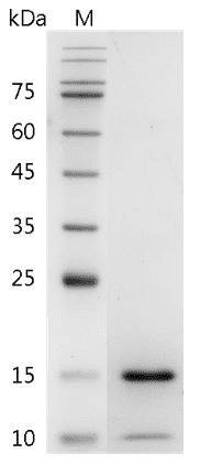 Fig.Human BMP-14 Protein, His tag (Animal-Free)