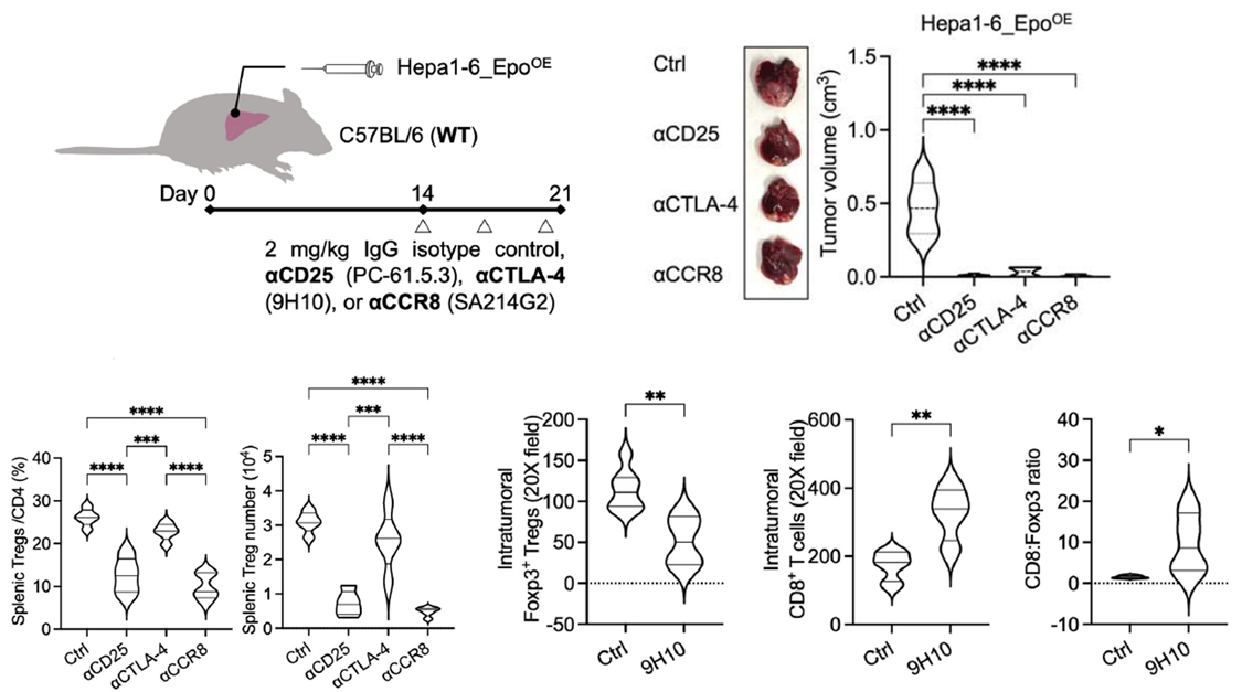 体内清除实验分析Treg在EPO诱导的肝癌免疫抑制中的作用