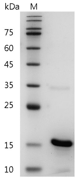 Fig.Human BMP-5 Protein, His tag (Animal-Free)