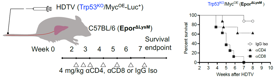 CD8+或CD4+ T细胞清除对EPO/EPOR诱导的免疫抑制的影响