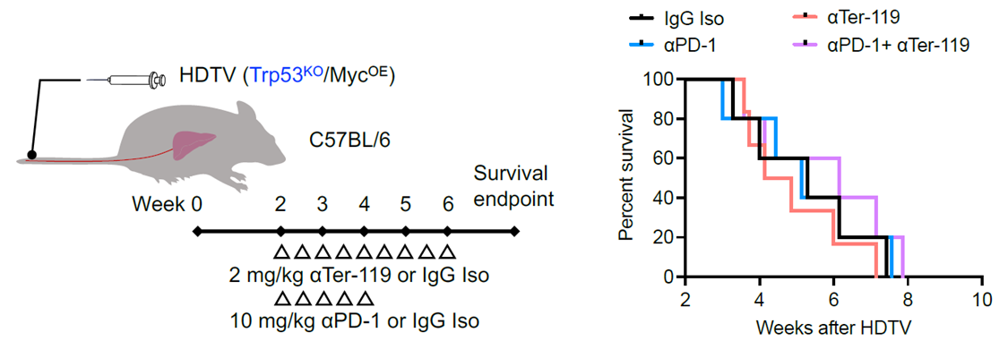 在&ldquo;冷肿瘤&rdquo;模型中分析EDMC对免疫耐药的影响